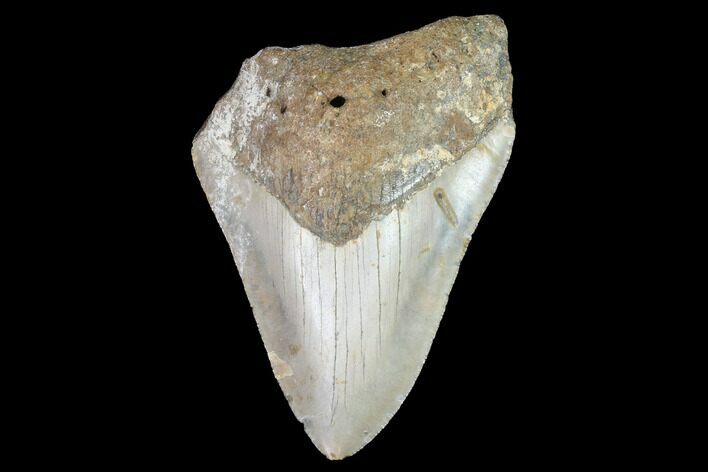 Bargain, Fossil Megalodon Tooth - North Carolina #91621